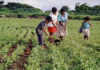 LA AGRICULTURA Y LA FAMILIA EN EL SIGLO XXI