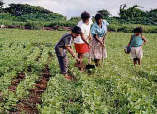 LA AGRICULTURA Y LA FAMILIA EN EL SIGLO XXI